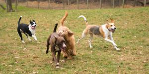 Las mejores guarderías para perros en Bilbao