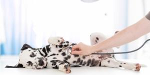 Los mejores veterinarios en Chamberí (Madrid)