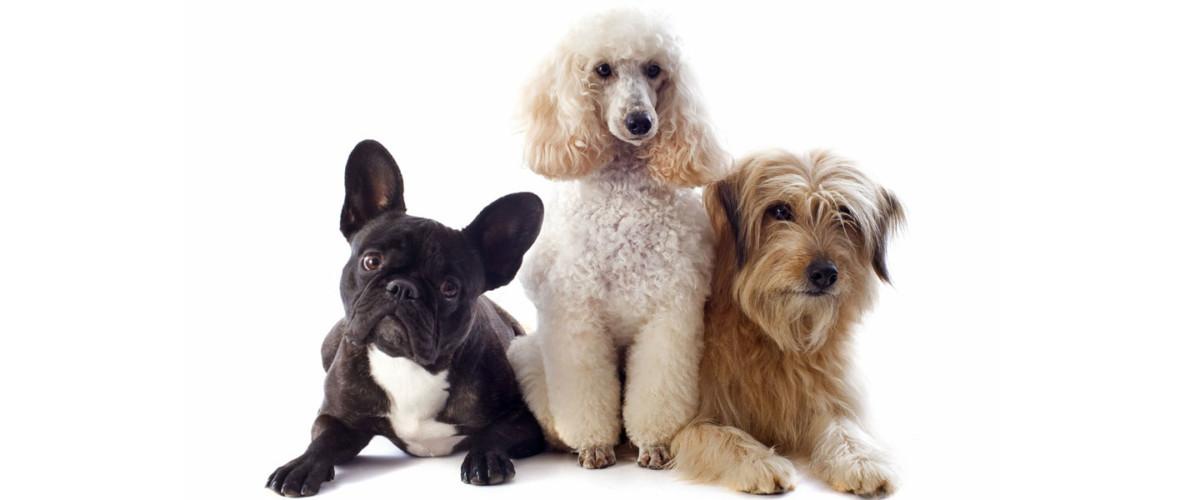 Las mejores peluquerías caninas en Málaga