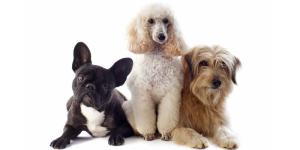 Las mejores peluquerías caninas en Málaga