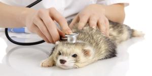Las mejores clínicas veterinarias de exóticos en Madrid