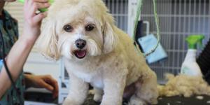 Las mejores peluquerías caninas en Sevilla