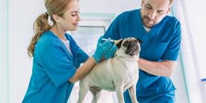 Veterinarios de urgencias en Mataró - 24 horas
