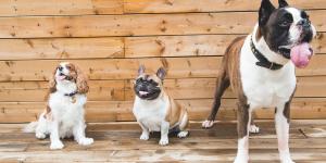 Residencias caninas en Bilbao y alrededores mejor valoradas