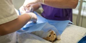Los mejores veterinarios de Vélez-Málaga