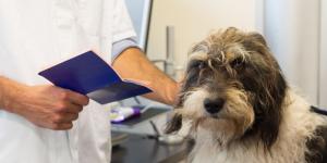 Los mejores veterinarios del barrio de Salamanca en Madrid