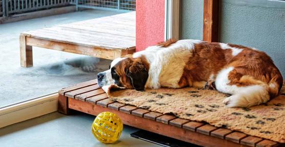 Las mejores residencias caninas de Madrid