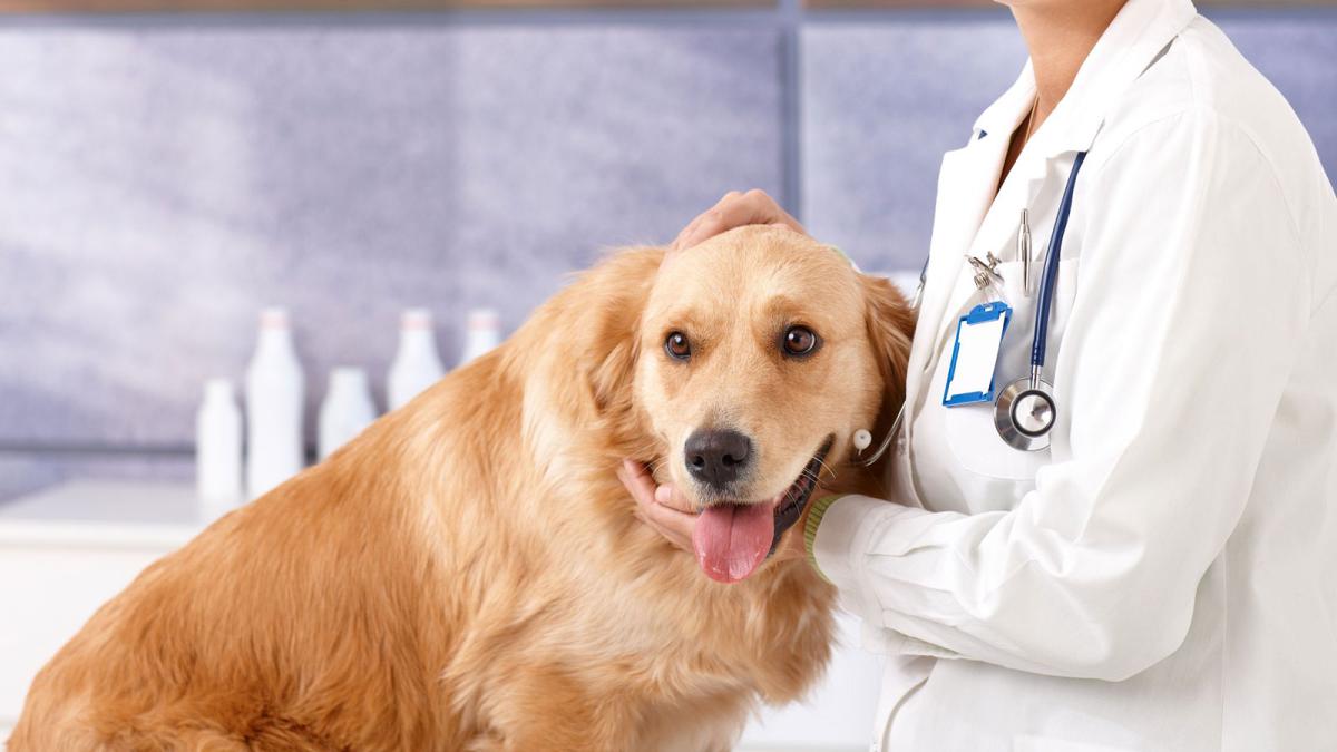 Los mejores veterinarios en Málaga