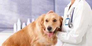 Los mejores veterinarios en Málaga