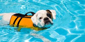 Los mejores centros de fisioterapia para perros en Barcelona