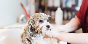 Las mejores peluquerías caninas en Valencia