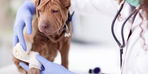 Los mejores veterinarios de urgencias en Valencia - 24 horas