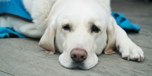 Los mejores veterinarios de Torrox