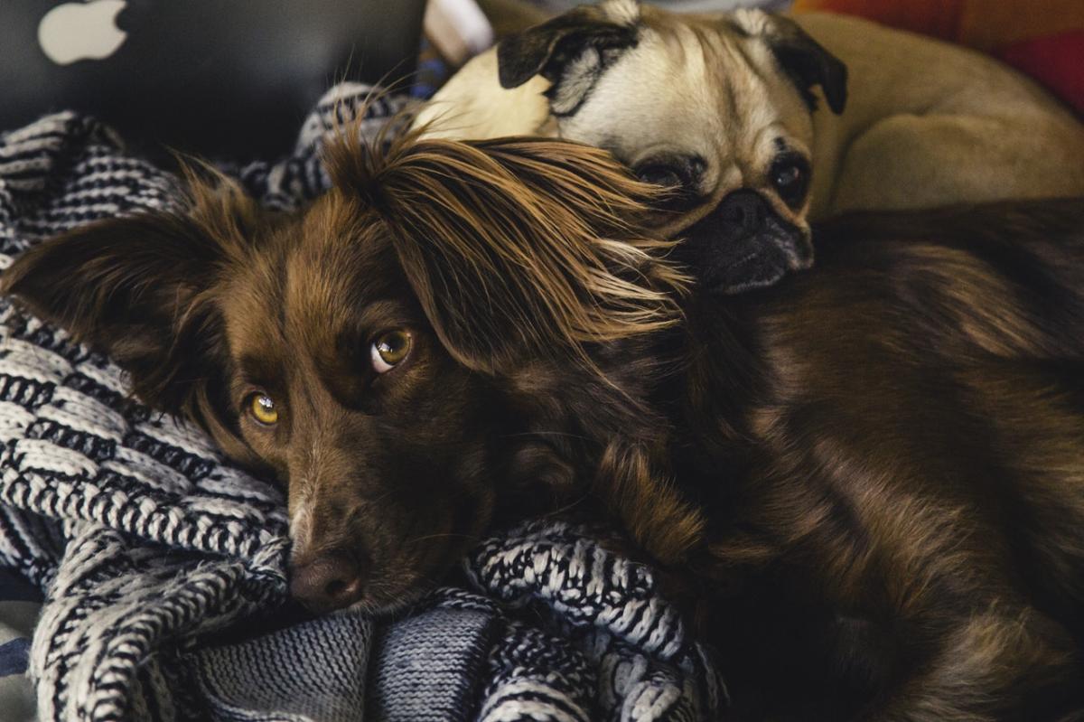 Las mejores guarderías para perros en Sevilla