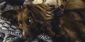 Las mejores guarderías para perros en Sevilla