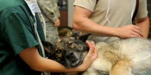 Las mejores clínicas veterinarias de urgencias 24 horas en Madrid