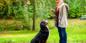 Los mejores adiestradores de perros en Madrid a domicilio