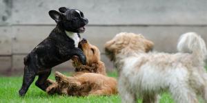 Las mejores residencias caninas en Sevilla