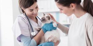 Los mejores veterinarios en A Coruña