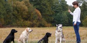 Residencias caninas en Zaragoza mejor valoradas
