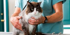 Los mejores veterinarios en Valencia