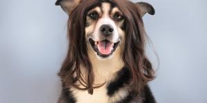 Las mejores peluquerías caninas de Alhaurín de la Torre