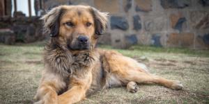 Las mejores residencias caninas en Málaga