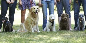 Curso de adiestramiento canino en Madrid - Las mejores escuelas