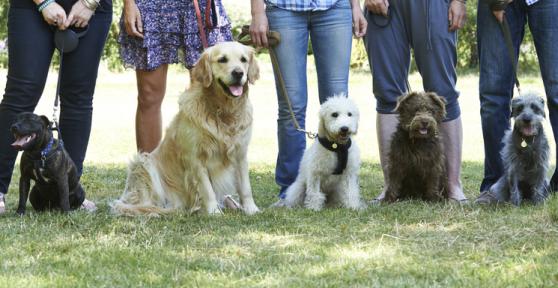 Curso de adiestramiento canino en Madrid - Las mejores escuelas