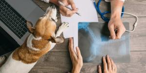 Veterinarios de urgencias en A Coruña