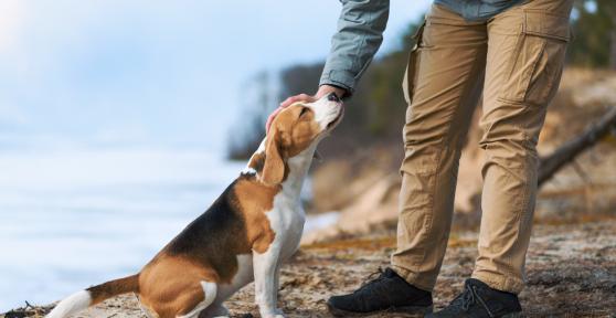 Los mejores adiestradores caninos en Baix Llobregat