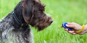 Curso de adiestramiento canino en Barcelona - 6 mejores escuelas