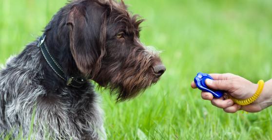 Curso de adiestramiento canino en Barcelona - 6 mejores escuelas