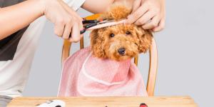 Las mejores peluquerías caninas de Madrid