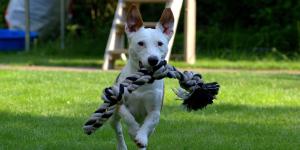 Residencias caninas en Murcia y alrededores