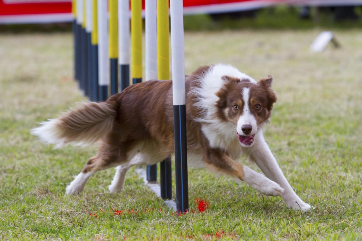 Los mejores clubs de Agility en Madrid