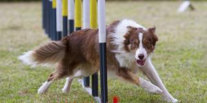 Los mejores clubs de Agility en Madrid