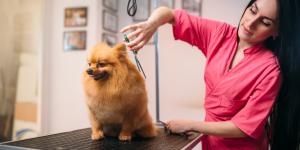 Peluquerías caninas en A Coruña