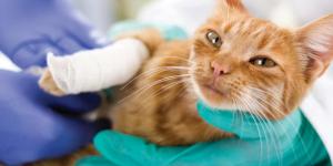 Veterinarios de urgencias 24 horas en Sevilla