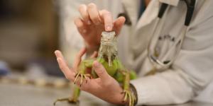 Lista de clínicas veterinarias de animales exóticos en Málaga