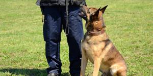Los mejores cursos de adiestramiento canino en Valencia