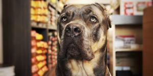 Las mejores tiendas para animales en Sevilla