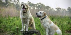 Las mejores residencias caninas en Barcelona