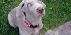 Los mejores adiestradores de perros a domicilio en Valencia