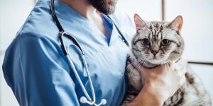 Los mejores veterinarios en Cartagena
