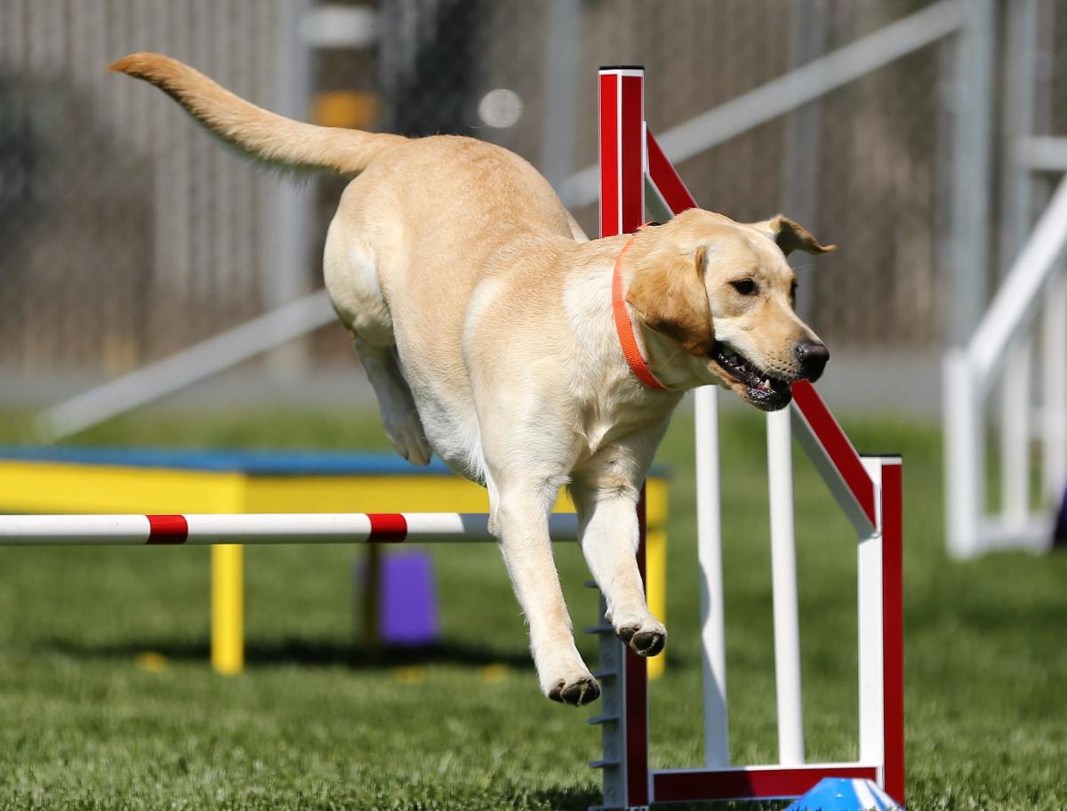 Clubs de Agility en Valencia