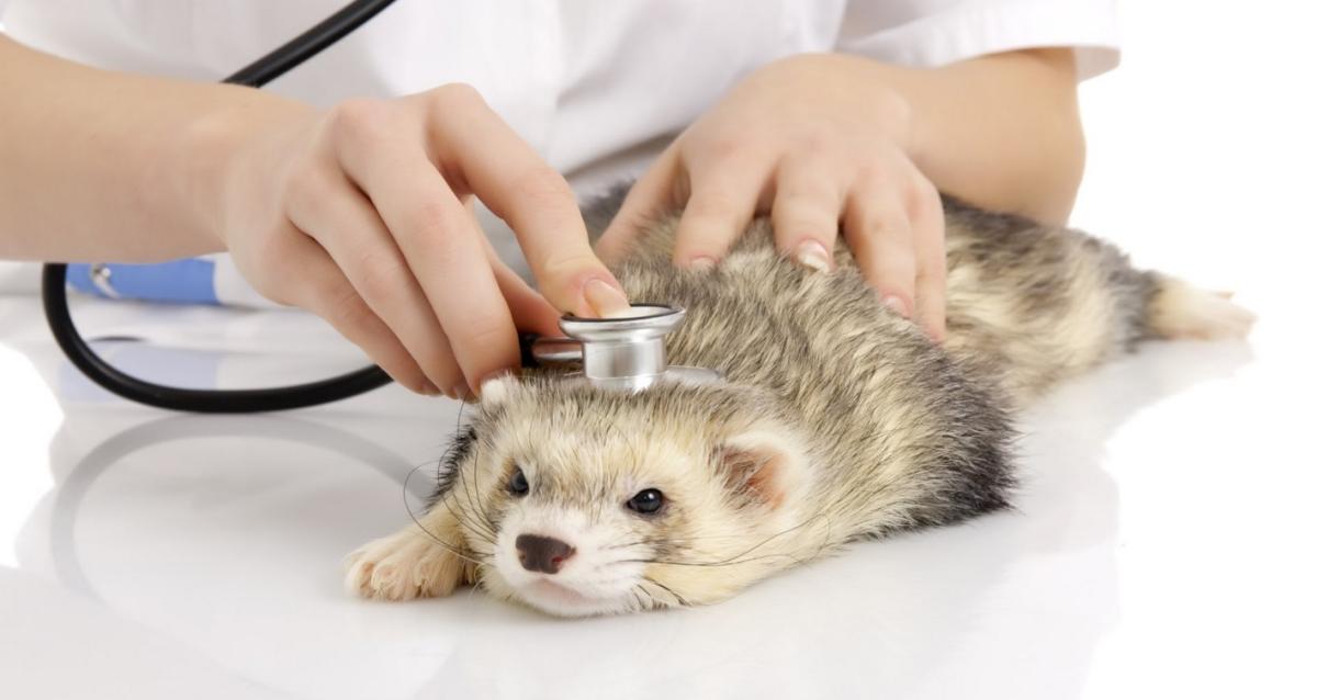 Veterinarios de animales exóticos en Alicante