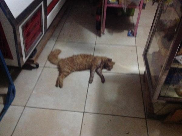 Siete Quiebres Del Gato Envenenado En Honduras Envenenamiento en gatos - Síntomas y primeros auxilios