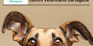 Centro Veterinario Cartagena