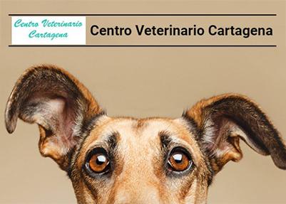 Centro Veterinario Cartagena